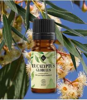 Eucalipt BIO ulei esenţial (eucaliptus globulus), 10 ml